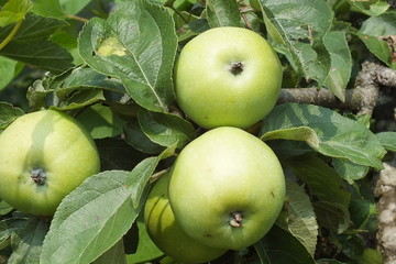 Apple tree, Mature apples on a branch