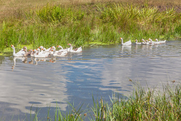 rural scene with geese in the pond