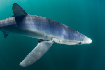 Blue Shark Dappled by Sunlight Underwater