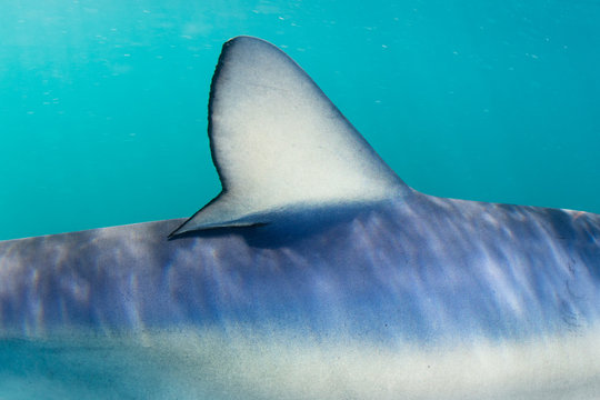 Dorsal Fin of Blue Shark Underwater