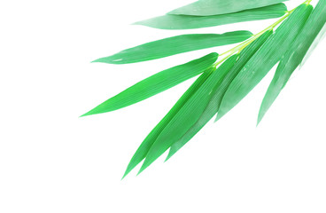 Closeup Bamboo leaf on white background