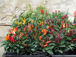 Fresh peppers on the bush on farmers market.