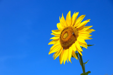 Sunflower on background sky