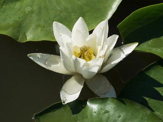 White Water Lily or Nymphea