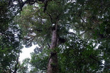 Fototapeta premium Cloud Rainforest of Monteverde in Costa Rica