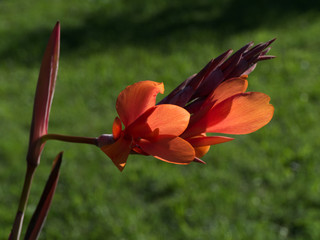 Close up of red Canna flower