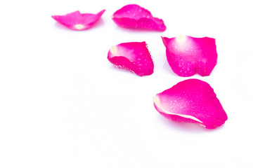 Sweet pink rose petals beautiful on white background