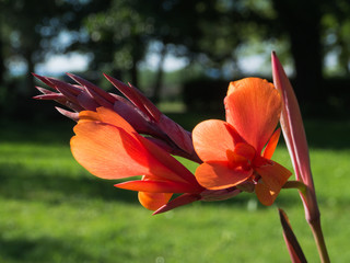 Close up of red Canna flower