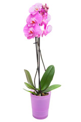 Naklejka na ściany i meble Pink orchid in pink pot on isolated white background.