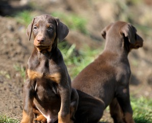 Dobermannwelpen