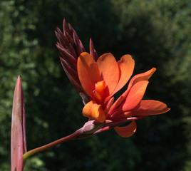 Close up of red Canna flower