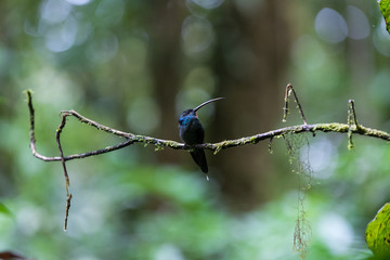 Blue Humming bird of Monteverde in Costa Rica