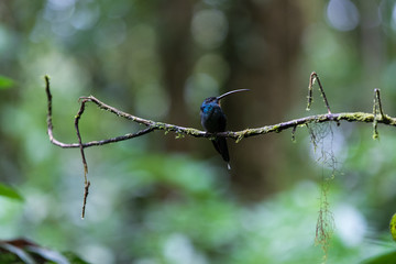 Blue Humming bird of Monteverde in Costa Rica
