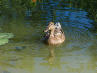 Wild duck in the pond