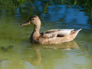 Wild duck in the pond