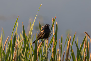 Red-winged Blackbird