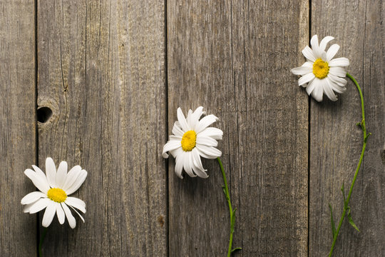 Chamomile flowers on a wooden background. Studio photography.