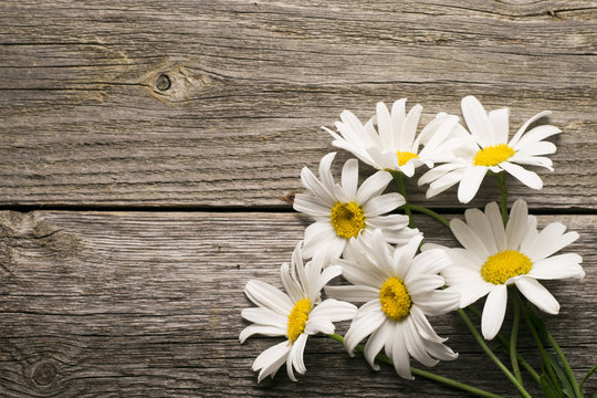 Chamomile flowers on a wooden background. Studio photography.