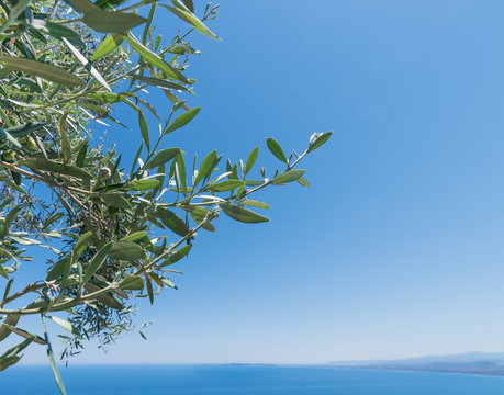 Olivenbaum mit Blauen Himmel