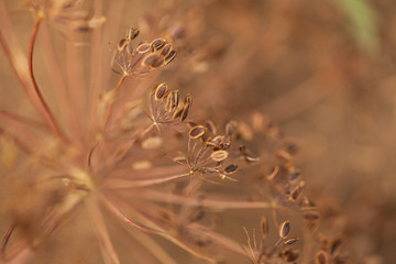 dried fennel seeds in the beds. shallow depth of field