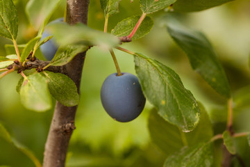 ripe plum on a tree branch