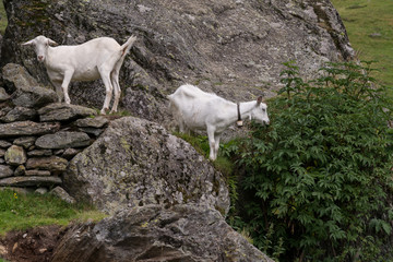Capre bianche al pascolo sui monti