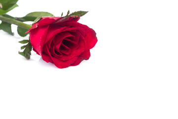 Closeup red rose color on white background, love and romantic concept, selective focus