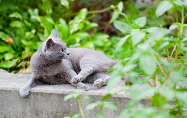 Naklejka na ściany i meble My cat to relax in the garden no.3