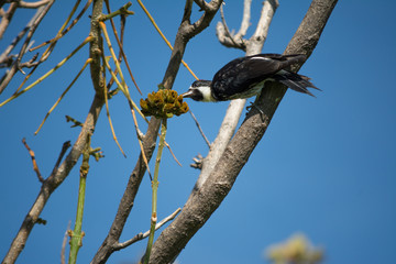 El pájaro pica la fruta.
