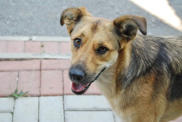 dog