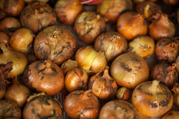 dried onions. harvest background