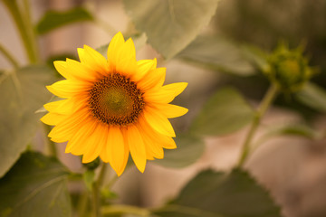 blooming sunflower. shallow depth of field