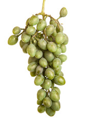 bunch of unripe green grapes. isolated on white background