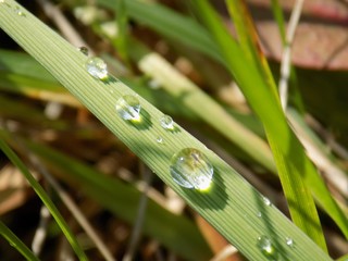Rain drops on grass blade