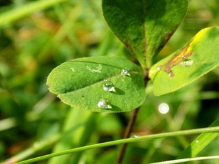 Rain drops on clover leaf