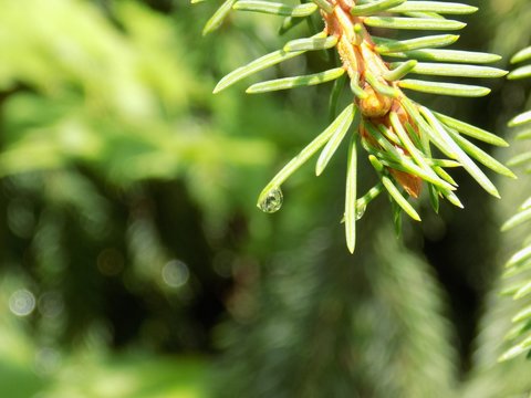 Rain drop on coniferous tree twig