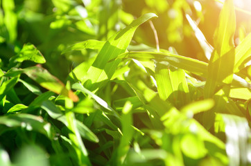 Close up green grass under sun light