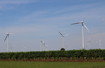 windmills and vineyards