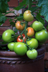 Fresh growing tomatoes on the vine