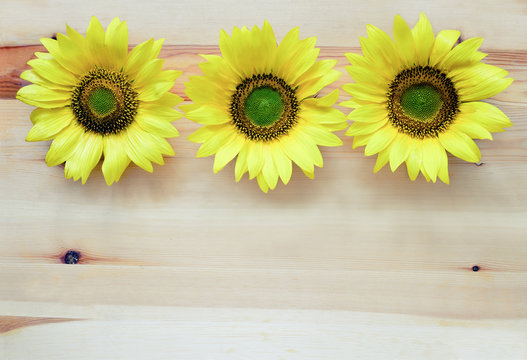 Sunflowers on wooden board
