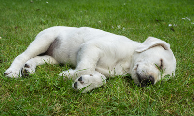Süßer Labrador Hund Welpe liegt schlafend auf einer Wiese