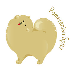 Pomeranian spitz isolated on white background.
