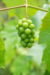  Vine and bunch of white grapes in garden
