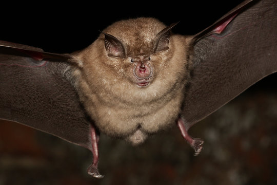 Greater horseshoe bat flight
