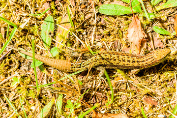 Sand lizard (Lacerta agilis), here seen from above, blending very well with the surrounding vegetation. Location is Sandhammaren in southern Sweden.