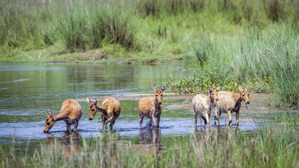 Fototapeta premium Swamp Deer in Bardia national park, Nepal