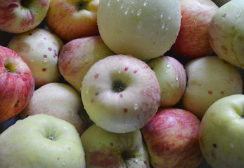 Apple harvest