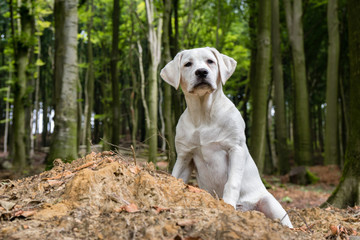 Labrador Hund Welpe auf einem Hügel im Wald 