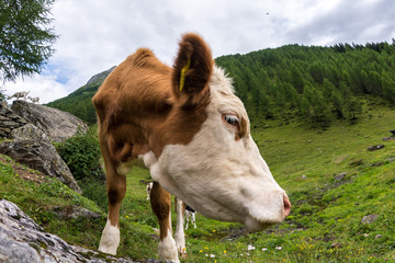 Primo piano di muso di giovane bovino in alpeggio