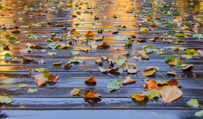 Leaves falling on wet wood.